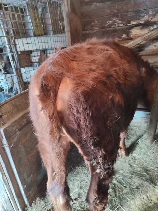 Телка на откорме полтуши продаю