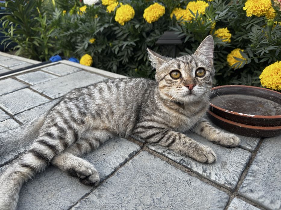 Отдадим котенка девочку