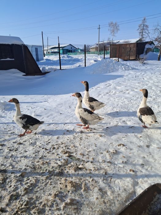 Продам гусей на развод.