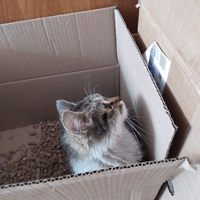 Отдам котенка в надёжные руки