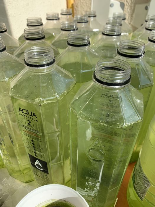 Daphnia Hrana Vie Pesti