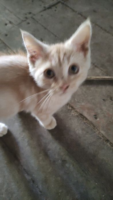 Отдаю котят в хорошие руки БЕСПЛАТНО