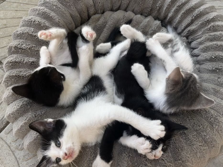 Подарявам малки котенца на  1 месец