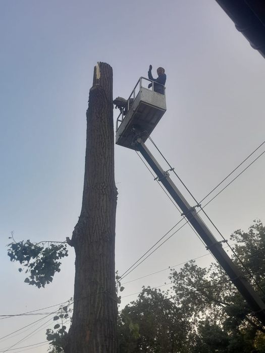 Спил деревьев Алматы