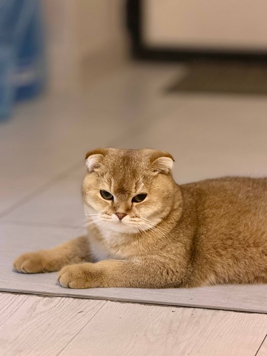 Продается кошка, золотая шиншила