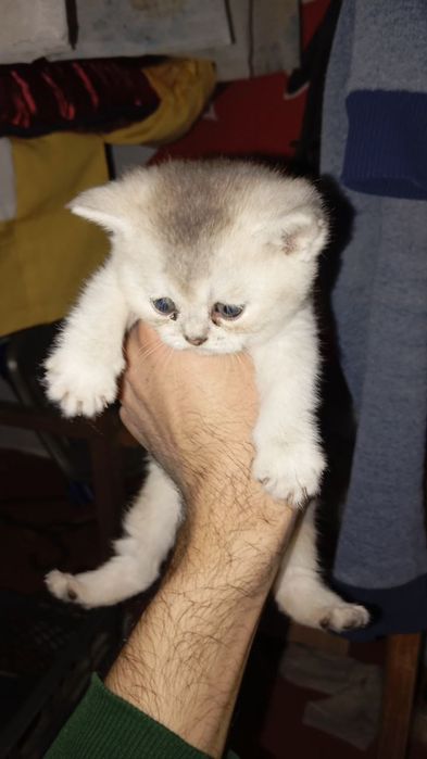 Scotish strayt shinshila quiz bola