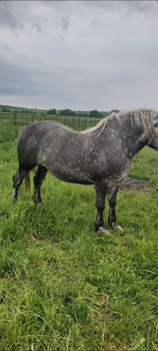 Vând mânză de 2 ani și 8 luni
