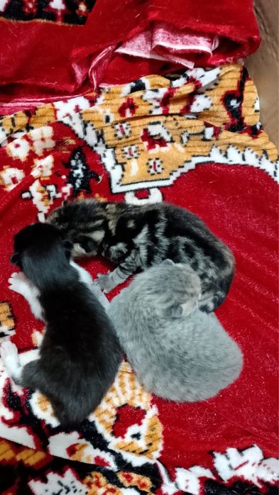 Котенки веслоухо