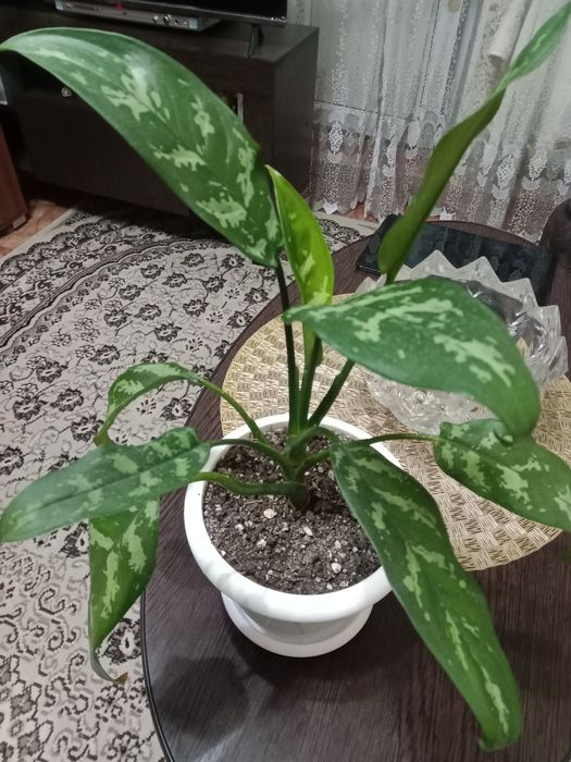 Аглаонема Мария продам