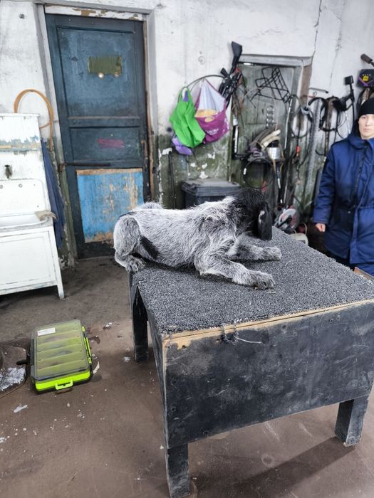 Продам щенят Дойч дредхар