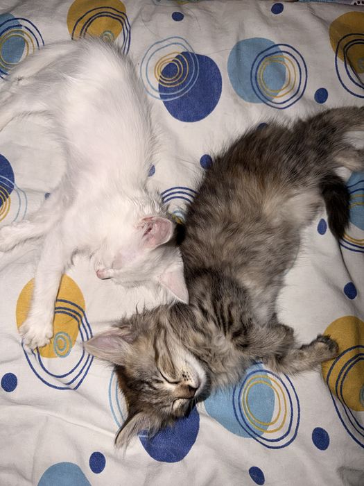 Отдам даром котят
