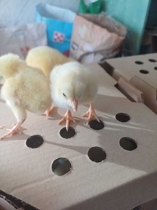 Pui de o zi, rate Moulard de o zi, bibilica, gasca