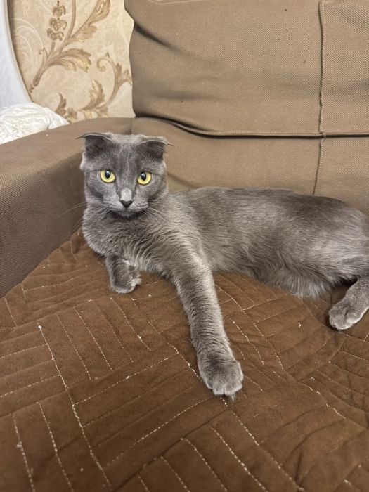 Шотландская вислоухая кошка
