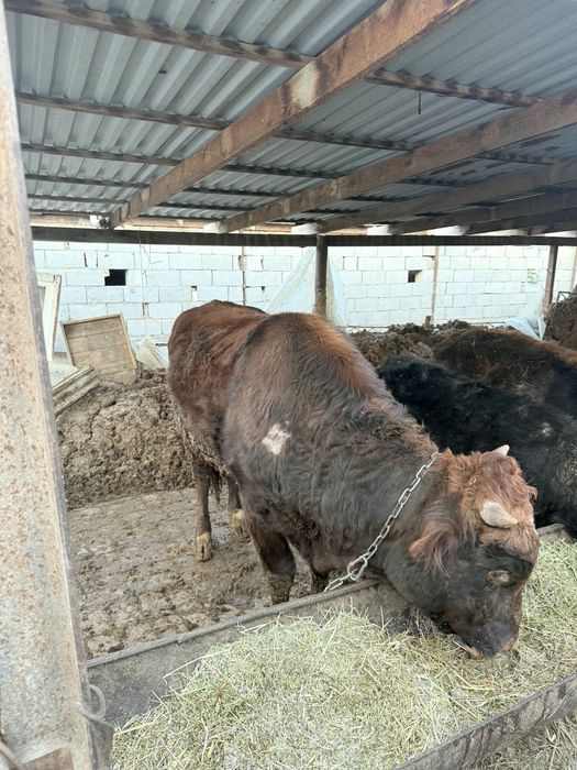 Mestniy mollar 7 dona bor