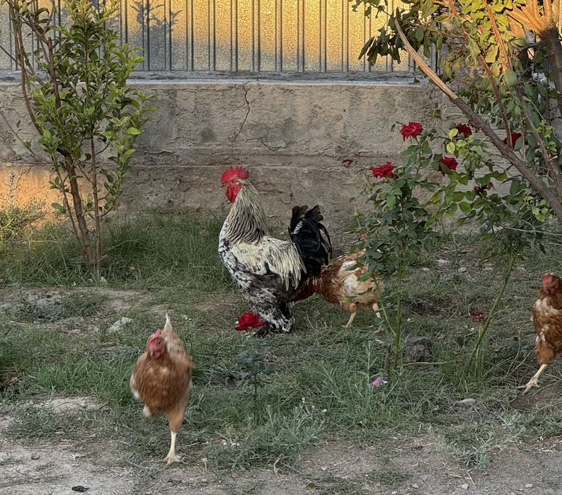 Петух қораз………….