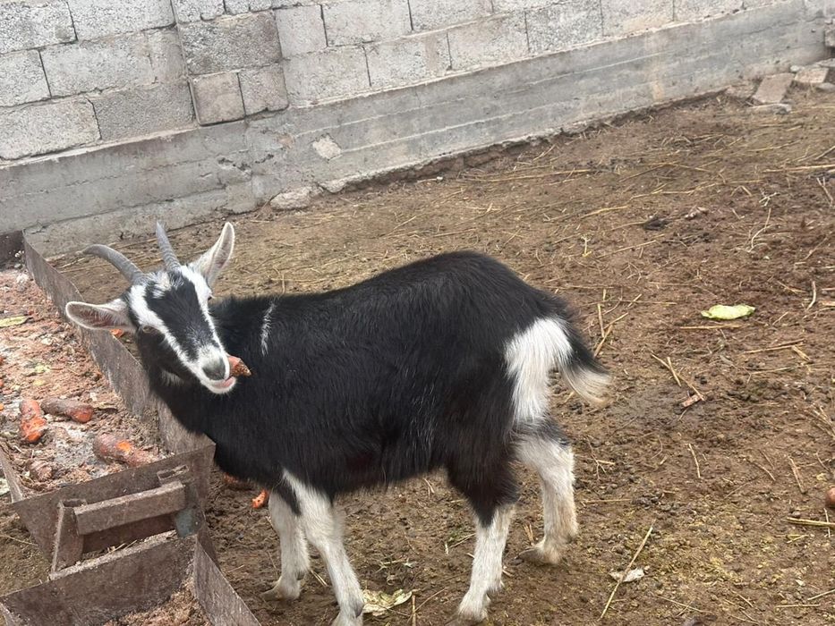 Орыс ешкі сатылады