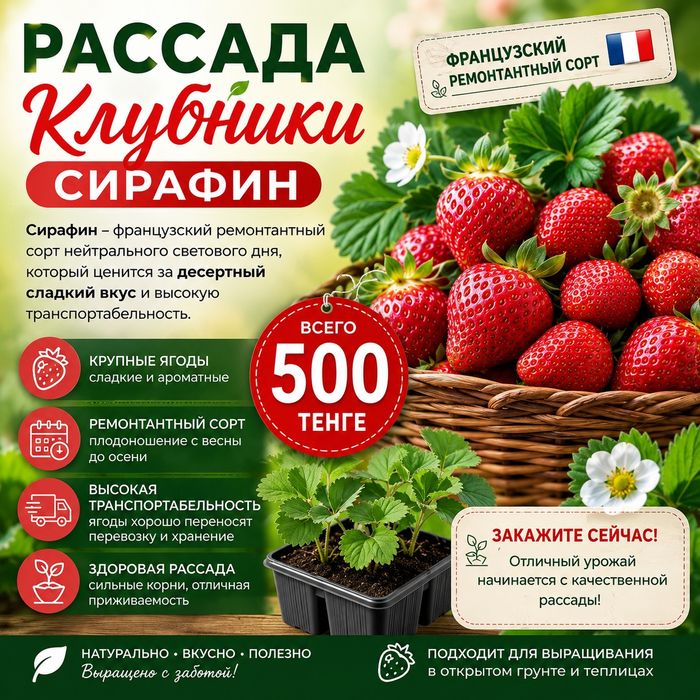 Рассада клубники Сирафин и Мурано