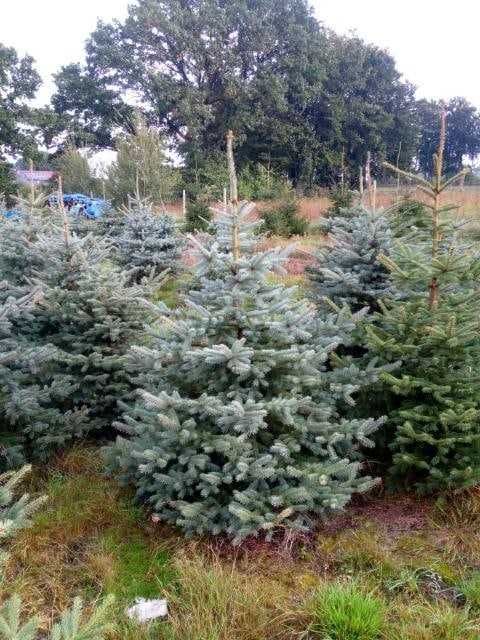 Ели туи из России