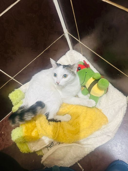 Девочка в добрые руки