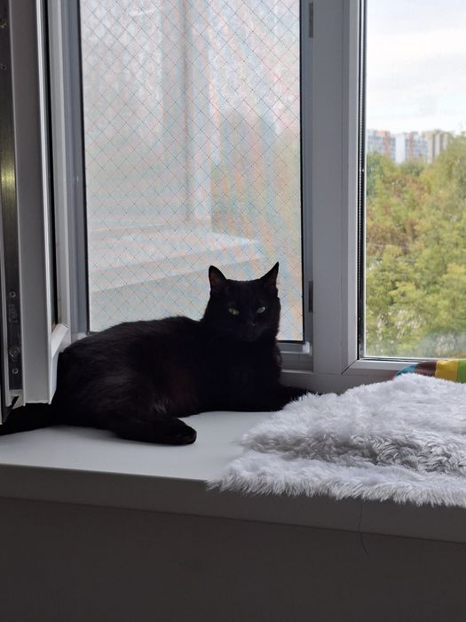 Отдам даром кошку