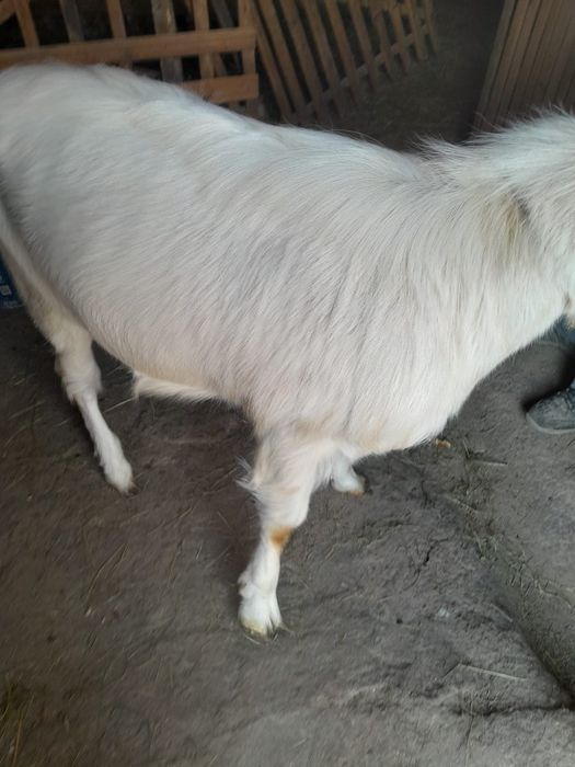 Țap tânăr de vanzare