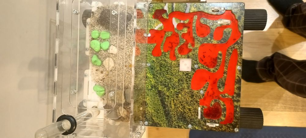 Муравьиная ферма Мини Лес ID017