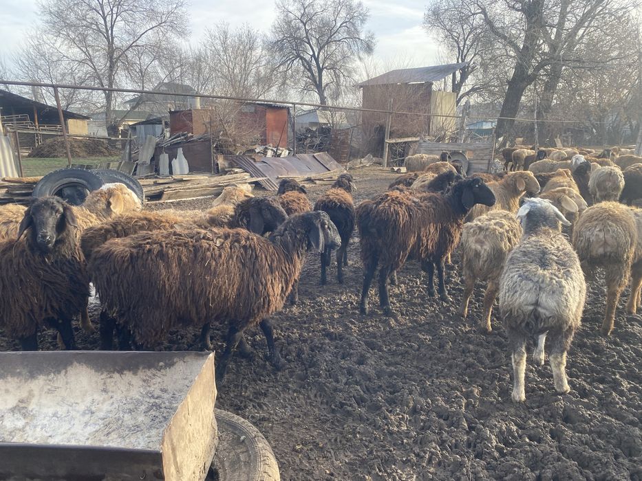 Продам жирных (тохтушек)