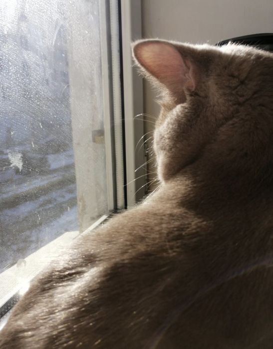 Продам шотландских котят