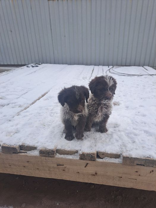 Сабака спаниель руски