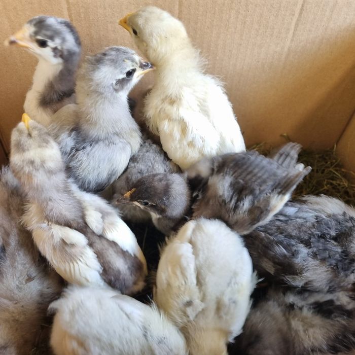 Pui de găină australorp