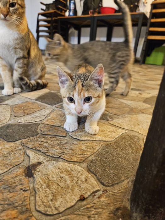 Dau spre adopție 3 pui de pisică – fetițe și un motan de 1 an.