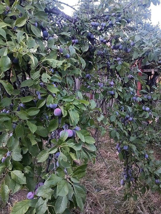 Vand prune - Gorj