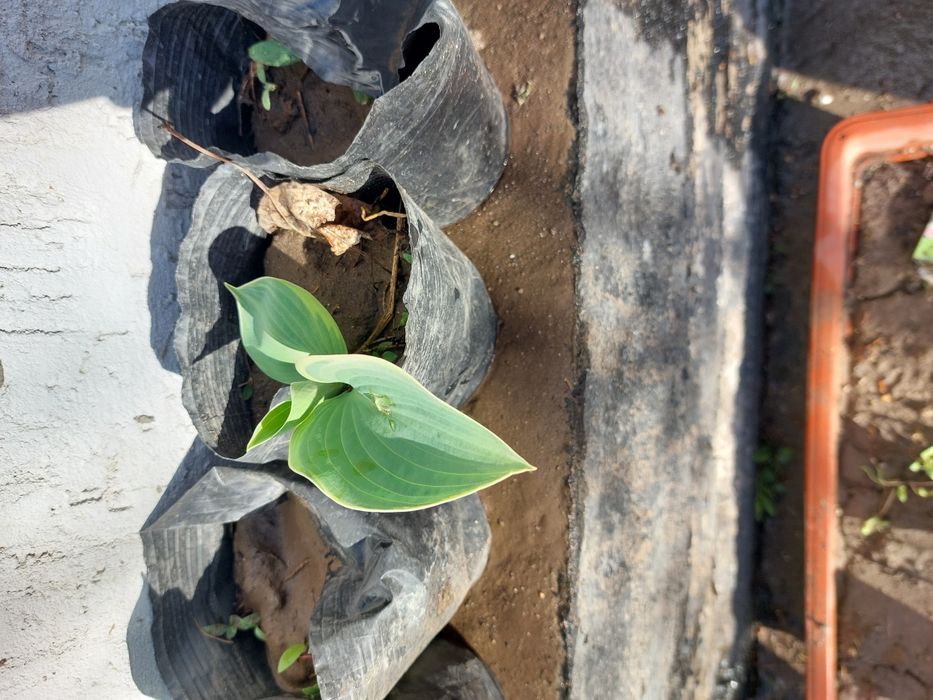 Хоста местная морозостойкая