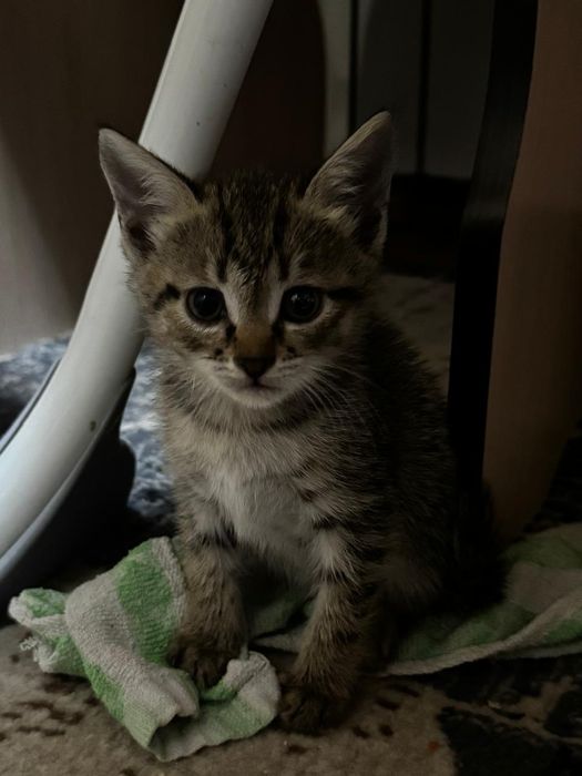 Отдам котят в хорошие руки