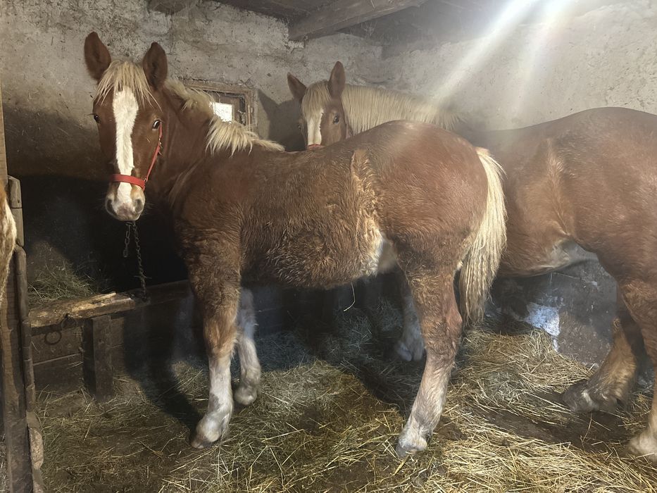 Mânz de 7 luni de vanzare