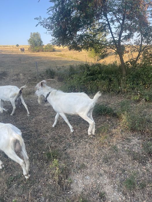 Vând țap sau schimb, tot saanen doar ca as vrea fara coarne.