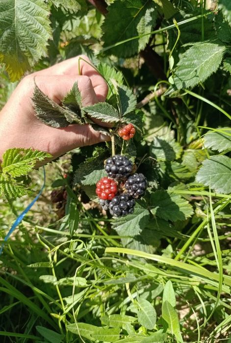 Ежевика кучат сотилади