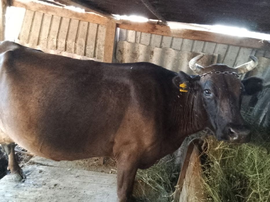 Продам дойных коров стельные