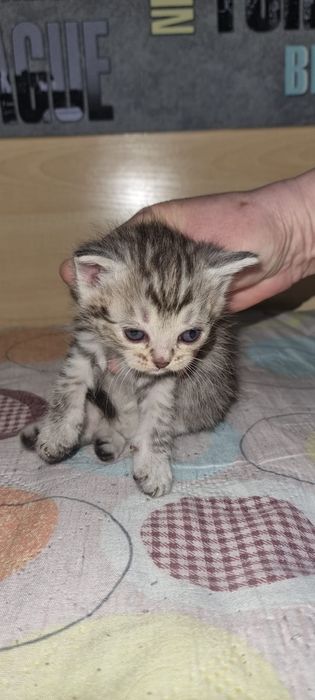 Породистые котята