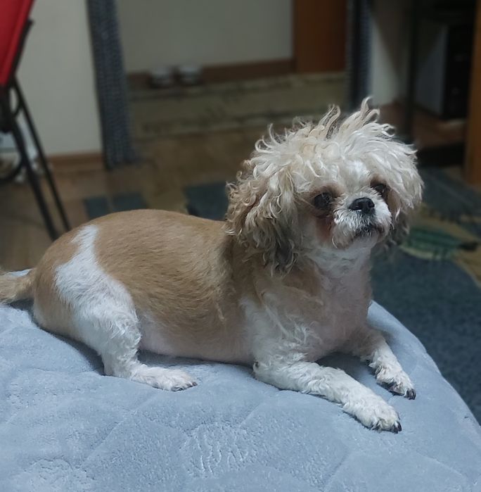 ВЯЗКА  собачку самка Ши-тцу