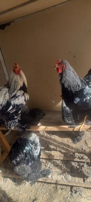 Brava xo'rozlar arzon narxda