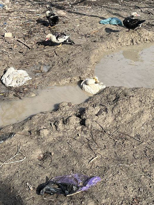 Urdak sotiladi samarqand dan man