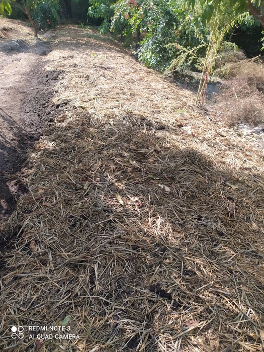 Biogumus va Kaliforniya qizil yomgir chuvalchanglari sotiladi.