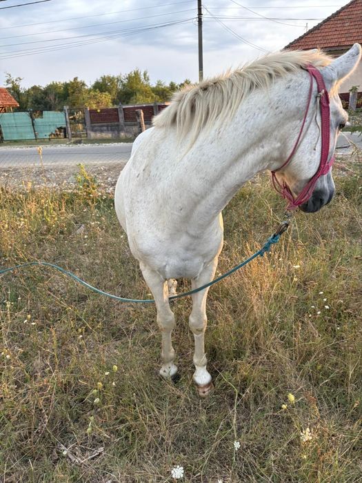 Vând cal, 13ani, nu a fost batut și e foarte cuminte