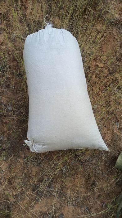 Bobo Toğ kavrak uruği bor sotiladi 240 kilo