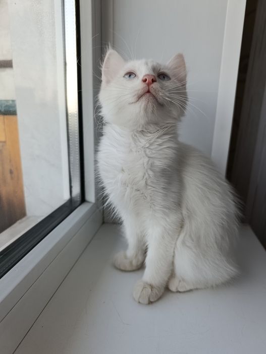Отдам котёнка в добрые руки.
