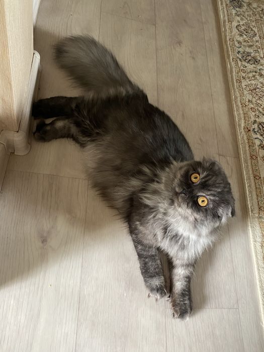 Продам котенка 7мес вислоухая