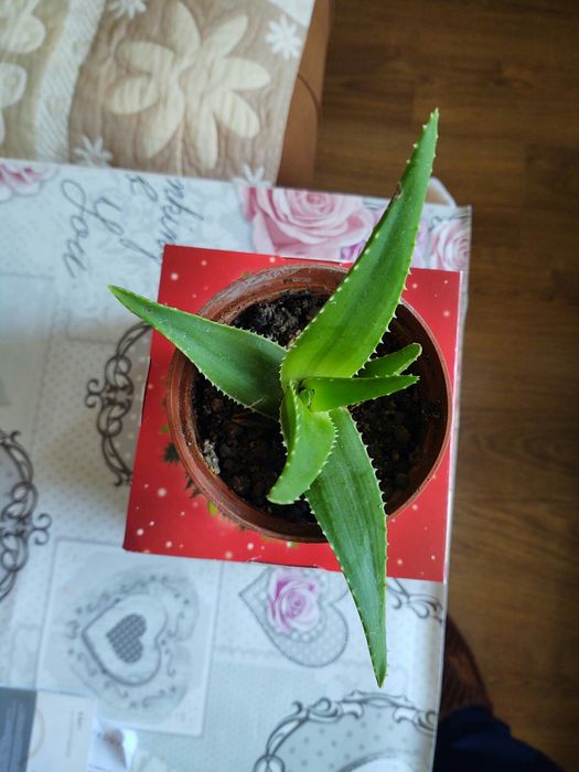 Алое вера в саксия,има и по големи от 7 и 10 лв.