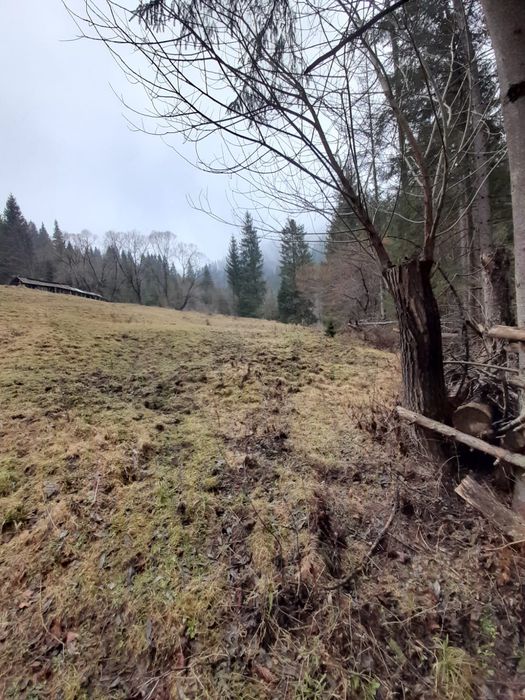 Vand teren extravilan in comuna Brodina, judetul Suceava