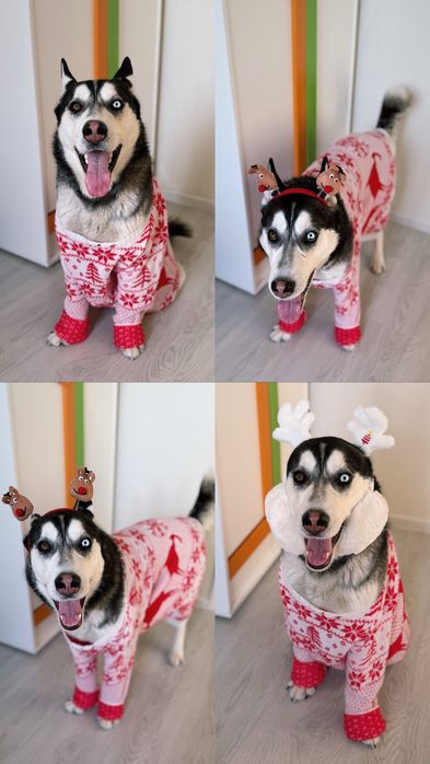 Кобель хаски для вязки